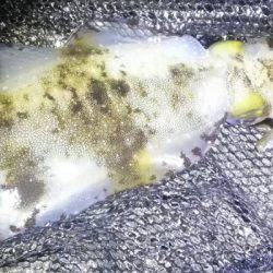 雨の中釣行、太刀魚、アオリイカ、コウイカ、メバル、タコ